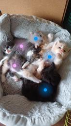 Maincoon x Ragdoll, Meerdere dieren