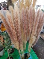 Mooie sierpluimen.Pampas. En Siergras droogboeket., Ophalen of Verzenden, Zo goed als nieuw