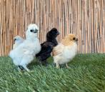 Zijdehoender kriel kippenkuikens | Gesekst en ingeënt, Vrouwelijk, Kip