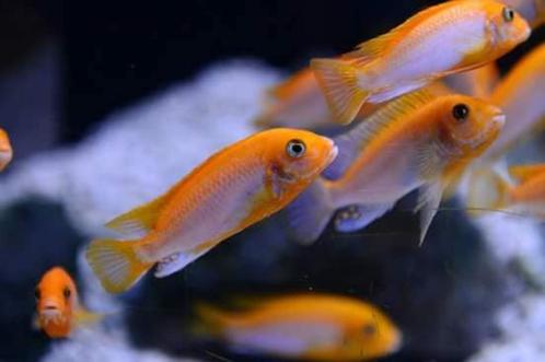 Malawi Cichliden: Labidochromis hongi Sun Flower, Dieren en Toebehoren, Vissen | Aquariumvissen, Zoetwatervis, Vis