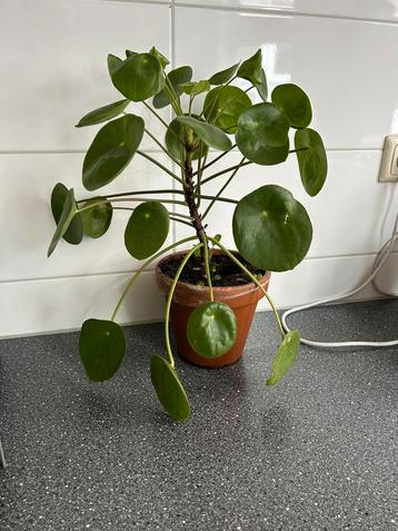 Pannenkoekplant beschikbaar voor biedingen