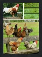 Kippen Haan Hen op Hek., Ophalen of Verzenden, 1980 tot heden, Ongelopen, Vogel