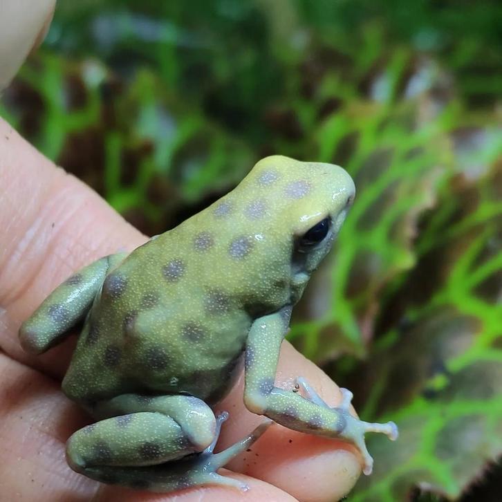 Dendrobates auratus 'El oro'