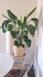 STRELITZIA, Ophalen, Overige soorten, Halfschaduw, Bloeiende kamerplant