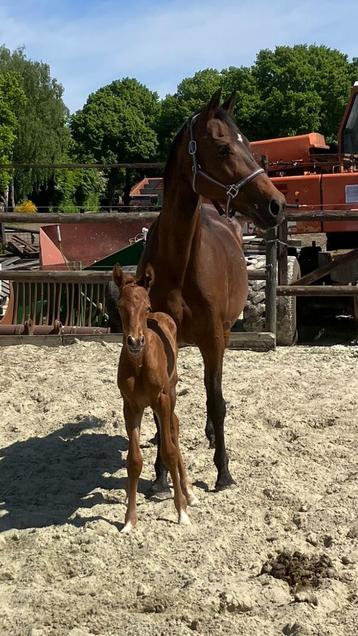 18 jr voorl. Keur merrie met Merrieveulen  beschikbaar voor biedingen