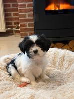 Sociale en speelse boomer pups!!, Dieren en Toebehoren, Honden | Chihuahua's en Gezelschapshonden, Overige rassen, 8 tot 15 weken