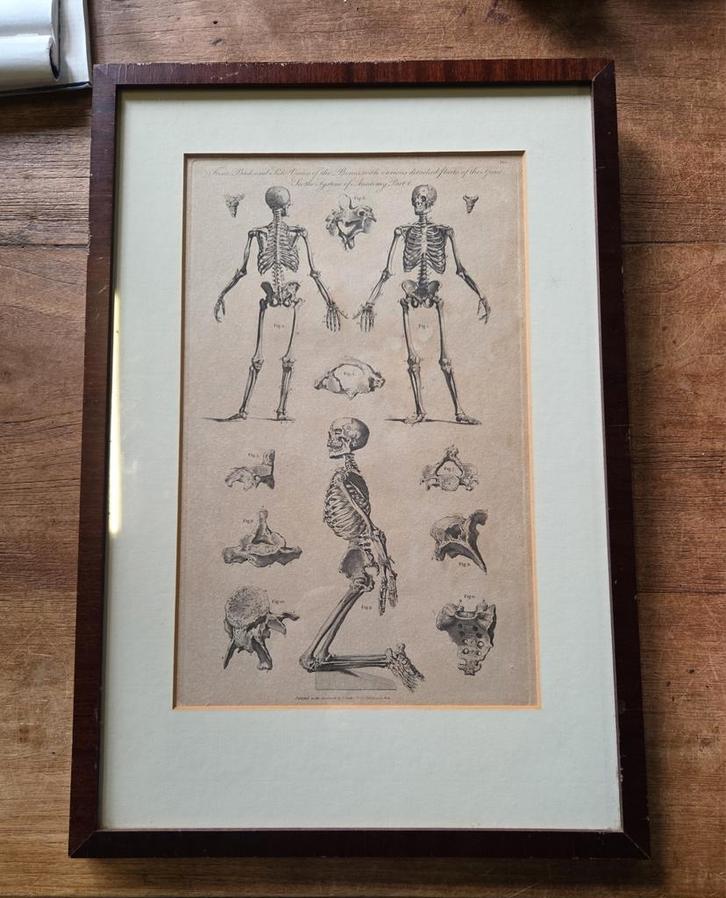 Antieke prent Edward Royce anatomie skelet, Antiek en Kunst, Kunst | Etsen en Gravures, Ophalen of Verzenden