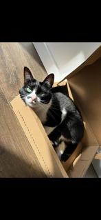 Lieve poes zoekt nieuw fijn thuis waar ze naar buiten kan, Dieren en Toebehoren, Katten en Kittens | Dekkaters, 3 tot 5 jaar