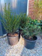 Taxus baccata, haagplant/vormplant/tuinplant, wintergroen, Ophalen, Overige soorten, Struik, Minder dan 100 cm