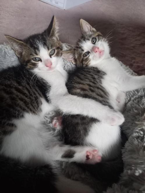 Kittens, Dieren en Toebehoren, Katten en Kittens | Overige Katten