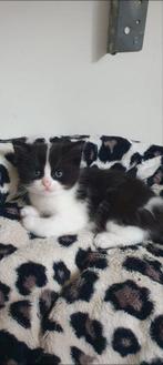 Kitten, Poes