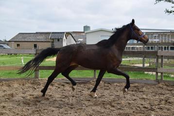 4jr KWPN Franziskus, 2jr Tuiger, 17jr Trekpaard, 2 Shets beschikbaar voor biedingen