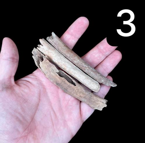 Holenbeer ribben Oostenrijk 3, Verzamelen, Mineralen en Fossielen, Ophalen of Verzenden