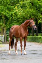 Fijne stermerrie uit predikaat moederstam, Dieren en Toebehoren, Merrie, Dressuurpaard, Zadelmak, 3 tot 6 jaar