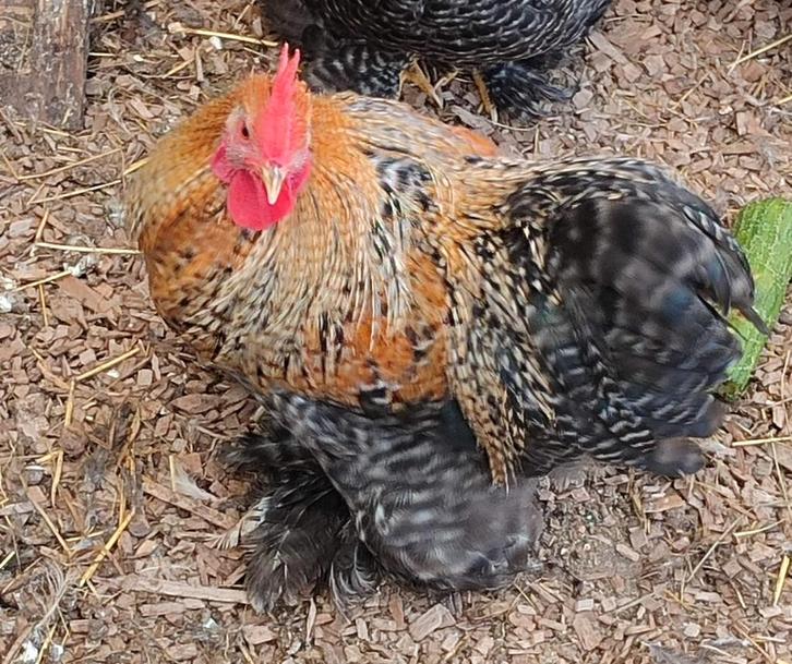 Hele mooie Cochin haan (kriel) te koop, Dieren en Toebehoren, Pluimvee, Kip, Mannelijk