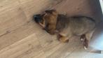 PuppyJax en zoekt baasje, Dieren en Toebehoren, Honden | Niet-rashonden, Particulier, Reu, 8 tot 15 weken, Buitenland
