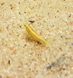 Citroen garnalen, Kreeft, Krab of Garnaal, Zoetwatervis, Schoolvis