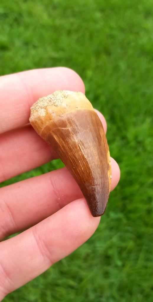 MBLUE 1 Stuk 34 * 18cm Hars Dinosaurus Fossiel Specimen