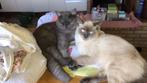 2 Prachtige Scottish Fold x Brits Korthaar broertjes, Kater