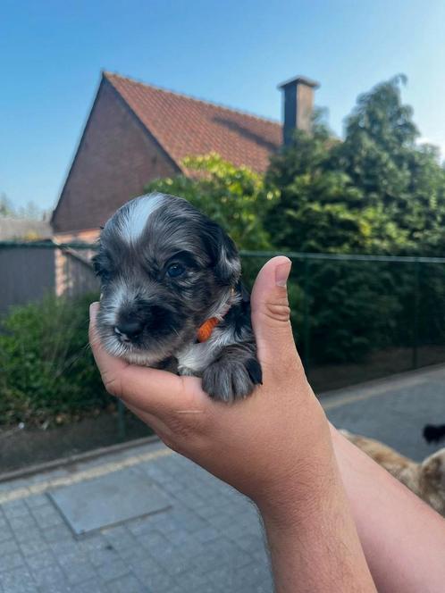 Prachtige medium labradoodle pups in unieke kleuren, Dieren en Toebehoren, Honden | Niet-rashonden, Middel, Meerdere dieren, Particulier