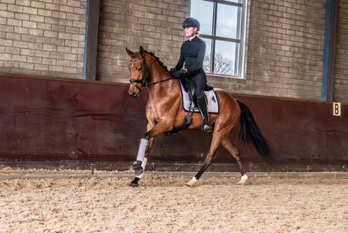 Veel belovende 3 jarige dressuur merrie., Dieren en Toebehoren, Paarden, Merrie, Zadelmak, 160 tot 165 cm, 3 tot 6 jaar, Dressuurpaard