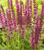 Zaden Salvia Nemorosa "Sensation deep rose", Ophalen of Verzenden, Volle zon