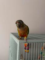 Pyrrhura half tam 1 jaar, Dieren en Toebehoren, Vogels | Parkieten en Papegaaien, Geslacht onbekend, Parkiet, Geringd