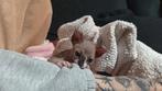 Elf-sphynx kitten, Poes, 0 tot 2 jaar