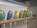 Diverse vogels aangeboden, Meerdere dieren, Parkiet