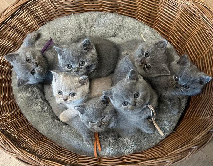 Britse korthaar kittens met stamboom, Dieren en Toebehoren, Katten en Kittens | Raskatten | Korthaar, Meerdere dieren, 0 tot 2 jaar