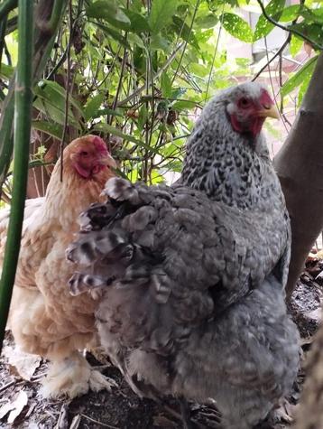 Twee prachtige Brahma hennen zoeken een nieuw thuis. beschikbaar voor biedingen