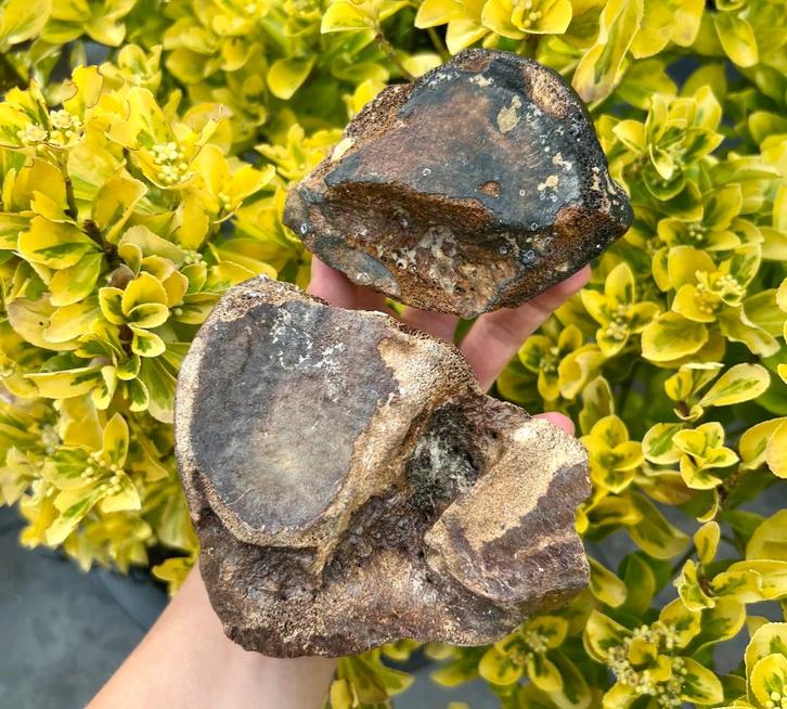 rolbenen mammoet fossiel, Verzamelen, Mineralen en Fossielen, Fossiel, Ophalen of Verzenden