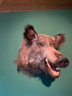 Everzwijn kop, Verzamelen, Dierenverzamelingen, Ophalen of Verzenden, Zo goed als nieuw