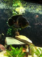 Pauwoog cichlide en 3 kleinere cichlide, Dieren en Toebehoren, Vissen | Aquariumvissen, Vis, Zoetwatervis