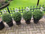 Ilex bollen 40cm, Ophalen, Hulst, Minder dan 100 cm