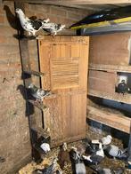 Duiven te koop, Dieren en Toebehoren, Meerdere dieren, Overige soorten