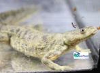 Spaanse Ribbensalamander, Dieren en Toebehoren, Amfibie, Tam, 0 tot 2 jaar