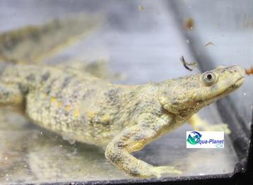 Spaanse Ribbensalamander beschikbaar voor biedingen