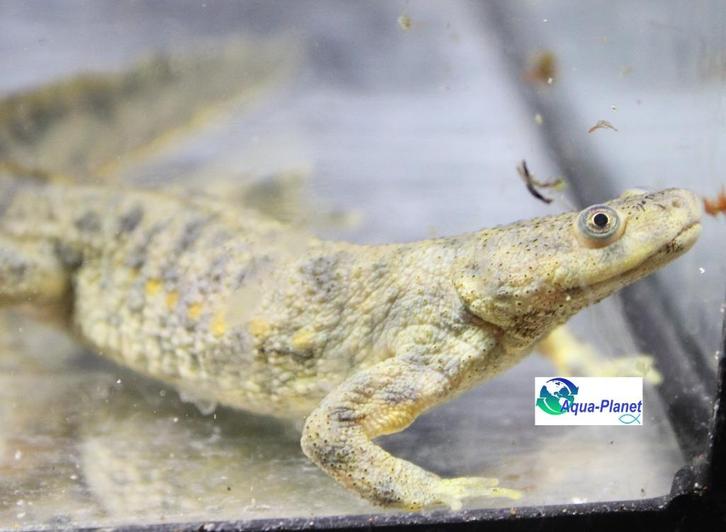 Spaanse Ribbensalamander, Dieren en Toebehoren, Reptielen en Amfibieën, Amfibie, 0 tot 2 jaar, Tam