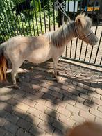 1 jr zilver roan schimmel merrie, Dieren en Toebehoren, Pony's, Merrie, B, Springpony, 0 tot 2 jaar