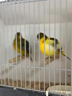 Koppel five fancy kanaries, Meerdere dieren, Kleurkanarie