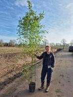 Phyllostachys Aurea | Reuzen / Goudbamboe, Sierlijk & Sterk, Bloeit niet, 400 cm of meer, Volle zon, In pot