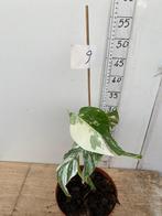 Monstera Variegat, Ophalen of Verzenden, Overige soorten, Minder dan 100 cm