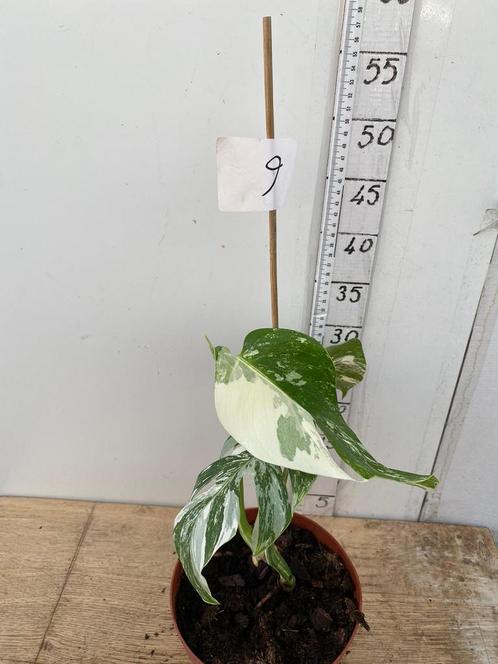 Monstera Variegat, Huis en Inrichting, Kamerplanten, Overige soorten, Minder dan 100 cm, Ophalen of Verzenden
