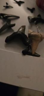 Haaientanden gezocht, Verzamelen, Mineralen en Fossielen, Ophalen of Verzenden, Fossiel