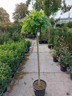 Bolcatalpa 'Nana' - Prachtige bolboom voor uw tuin!, Tuin en Terras, Planten | Bomen, Ophalen, Volle zon, Overige soorten, 100 tot 250 cm