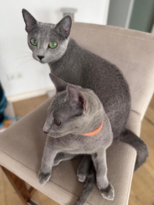 Blauwe Rus kittens met stamboom :), Dieren en Toebehoren, Katten en Kittens | Raskatten | Korthaar, Meerdere dieren, 0 tot 2 jaar
