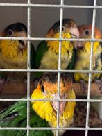 Tamme Caique roestkop en groendij, Dieren en Toebehoren, Geslacht onbekend, Papegaai, Geringd