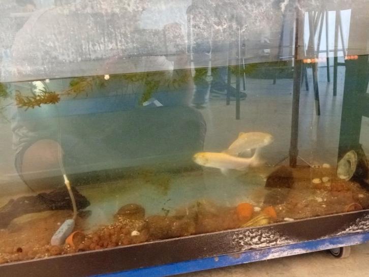 Winde vissen, Dieren en Toebehoren, Vissen | Vijvervissen