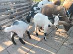 Geiten bokken geboren eind april 2025, Dieren en Toebehoren, Vrouwelijk, Geit